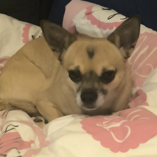 #BE2614287 - Astro, chien à adopter à Maurage – AnimalWeb​