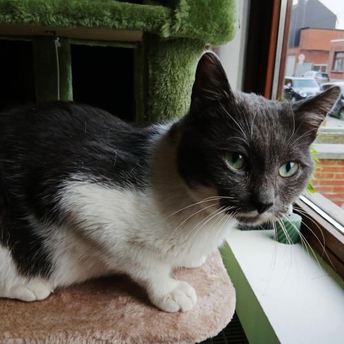 #BE2614288 - Midow, chat à adopter à Maurage - AnimalWeb