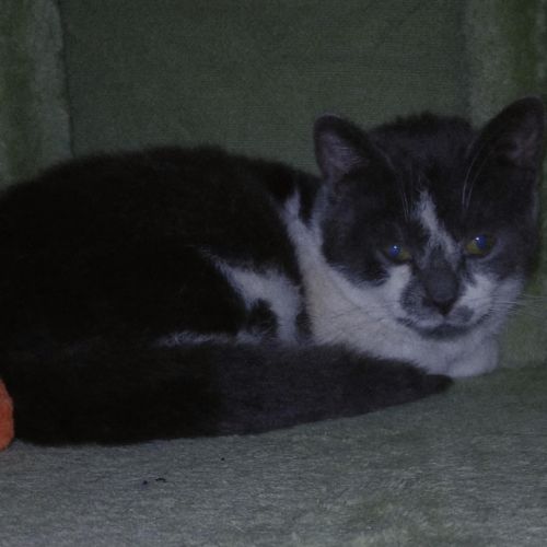 #BE2614289 - Mido, chat à adopter à Maurage - AnimalWeb