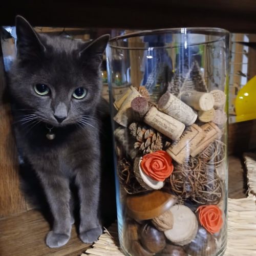 #BE2614290 - Mina, chat à adopter à Maurage - AnimalWeb