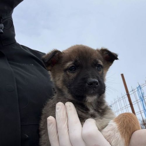 #BE2614292 - Adaa, chien croisé à adopter – AnimalWeb Belgique #BE2614292 - Adaa, chien croisé à adopter – AnimalWeb Belgique