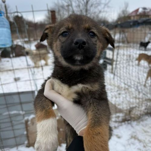 #BE2614293 - Aneth, chien croisé à adopter – AnimalWeb Belgique #BE2614293 - Aneth, chien croisé à adopter – AnimalWeb Belgique