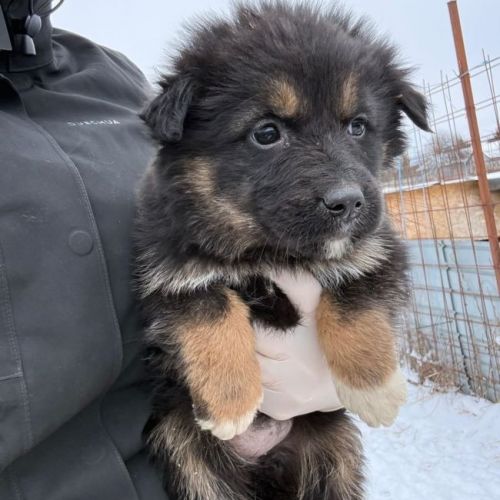 #BE2614294 - Abby, chien croisé à adopter – AnimalWeb Belgique #BE2614294 - Abby, chien croisé à adopter – AnimalWeb Belgique