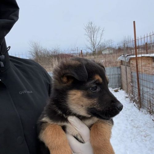 #BE2614295 - Alonso, chien croisé à adopter – AnimalWeb Belgique #BE2614295 - Alonso, chien croisé à adopter – AnimalWeb Belgique