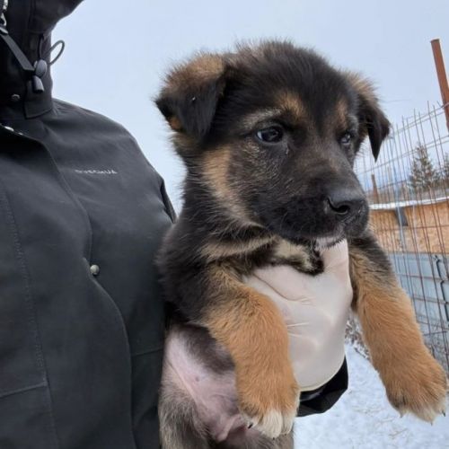 #BE2614296 - Aquarel, chien croisé à adopter – AnimalWeb Belgique #BE2614296 - Aquarel, chien croisé à adopter – AnimalWeb Belgique