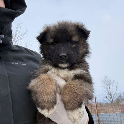 #BE2614297 - Atlas, chien croisé à adopter – AnimalWeb Belgique