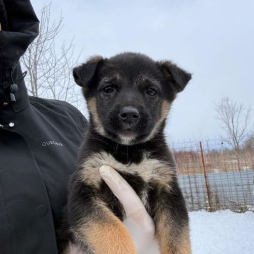 #BE2614298 - Albus, chien croisé à adopter – AnimalWeb Belgique