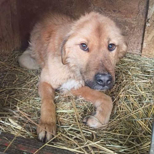 #BE2614299 - Akita, chien croisé à adopter – AnimalWeb Belgique