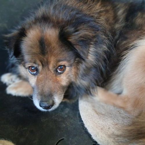 #BE2614300 - Charlie, chien croisé à adopter – AnimalWeb Belgique