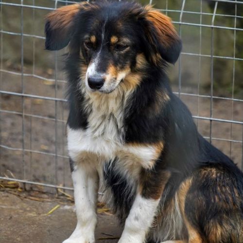 #BE2614301 - Puma, chien croisé à adopter – AnimalWeb Belgique