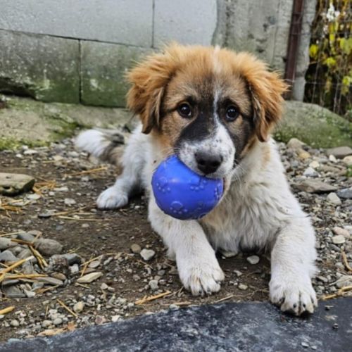 #BE2614302 - Magnus, chien croisé à adopter – AnimalWeb​