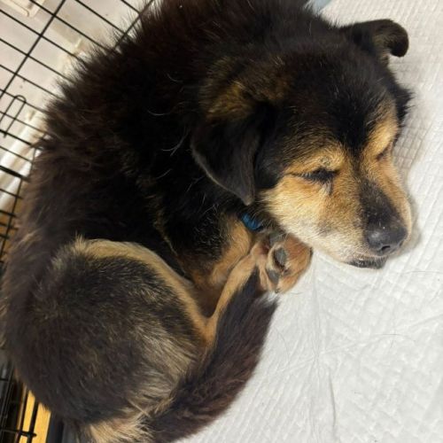 #BE2614307 - Olli, chien croisé à adopter – AnimalWeb Belgique #BE2614307 - Olli, chien croisé à adopter – AnimalWeb Belgique