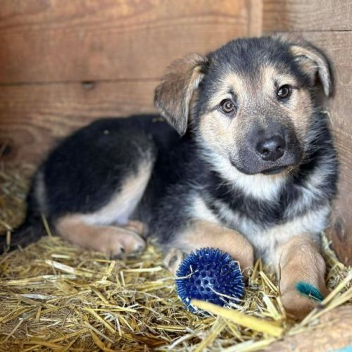 #BE2614309 - Heinrich, chien croisé à adopter – AnimalWeb Belgique