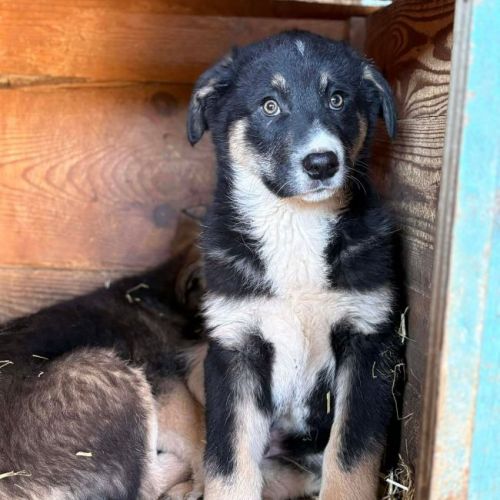 #BE2614310 -  Jamie, chien croisé à adopter – AnimalWeb Belgique