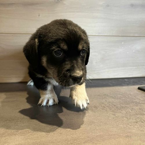 #BE2614311 - Da, chien croisé à adopter – AnimalWeb​