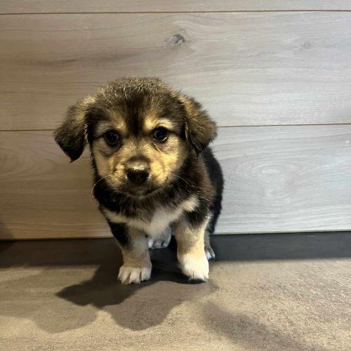 #BE2614312 - Db, chien croisé à adopter – AnimalWeb​