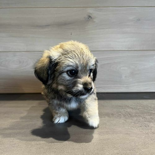 #BE2614313 - Chien à Adopter