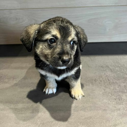 #BE2614314 - Chien à Adopter