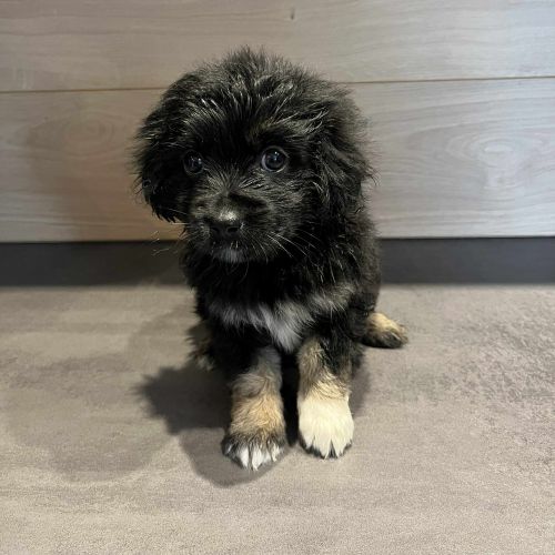 #BE2614315 - Chien à Adopter