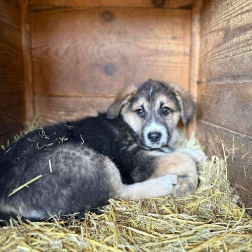 #BE2614316 - Maxx, chien croisé à adopter – AnimalWeb Belgique #BE2614316 - Maxx, chien croisé à adopter – AnimalWeb Belgique