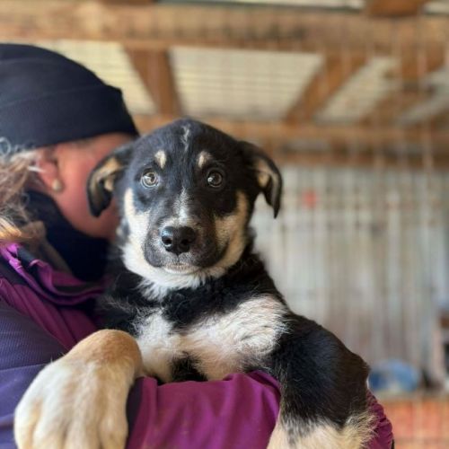 #BE2614317 - Sammy, chien croisé à adopter – AnimalWeb Belgique #BE2614317 - Sammy, chien croisé à adopter – AnimalWeb Belgique