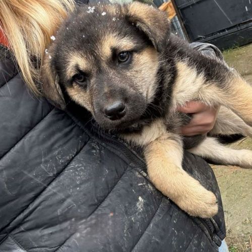 #BE2614318 - Ronja, chien croisé à adopter – AnimalWeb Belgique #BE2614318 - Ronja, chien croisé à adopter – AnimalWeb Belgique