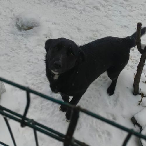 #BE2614325 -  Debra, chien croisé à adopter – AnimalWeb Belgique