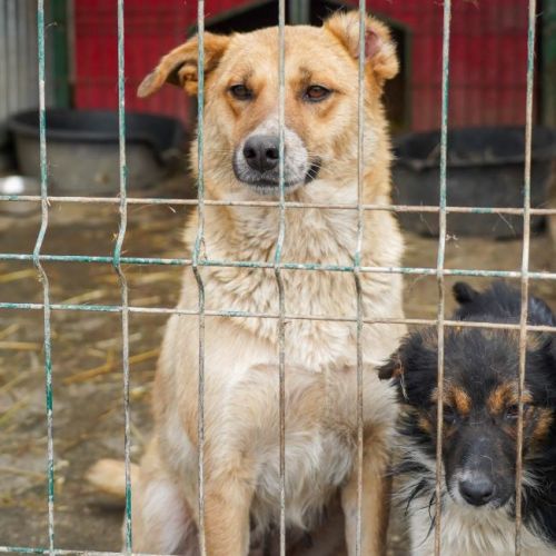 #BE2614326 -  Doina, chien croisé à adopter – AnimalWeb Belgique