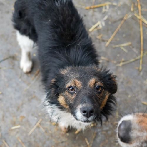 #BE2614327 -  Hilda, chien croisé à adopter – AnimalWeb Belgique