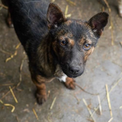 #BE2614328 -  Thora, chien croisé à adopter – AnimalWeb Belgique