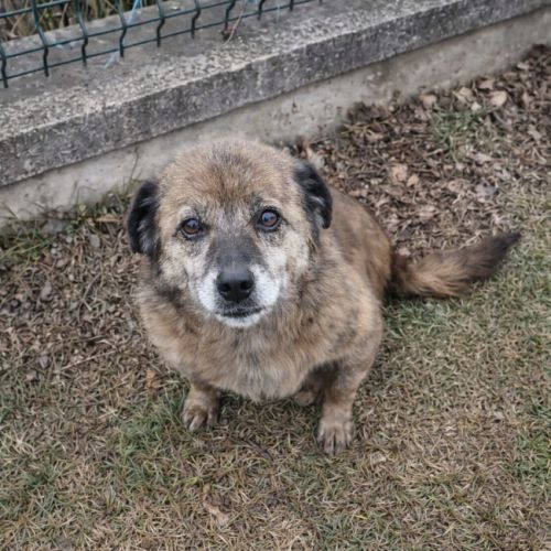 #BE2614329 -  Yara, chien croisé à adopter – AnimalWeb Belgique