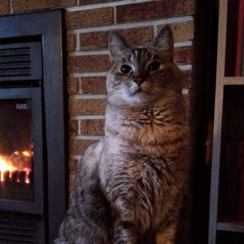 Milo Milo