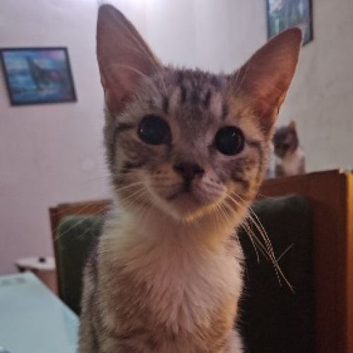 #BE2614232 - Tchoupi, chat perdu à Marchienne-au-Pont - AnimalWeb Belg