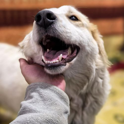 #BE2614334 - Pierrot, chien croisé à adopter – AnimalWeb​