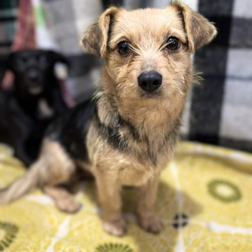 #BE2614335 - Emma, chien croisé à adopter – AnimalWeb​