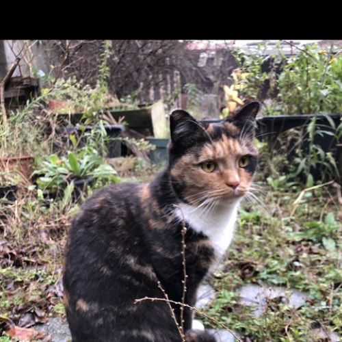 #BE2614336 - Chaussette, chat perdu à Anderlecht - AnimalWeb Belgique