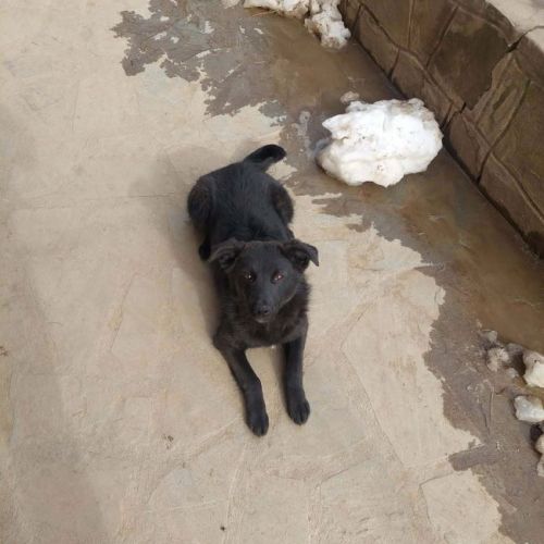 #BE2614337 -  Emma, chien croisé à adopter – AnimalWeb Belgique