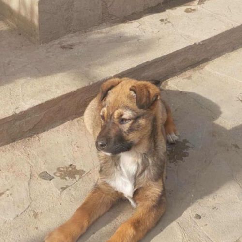 #BE2614338 -  Katie, chien croisé à adopter – AnimalWeb Belgique