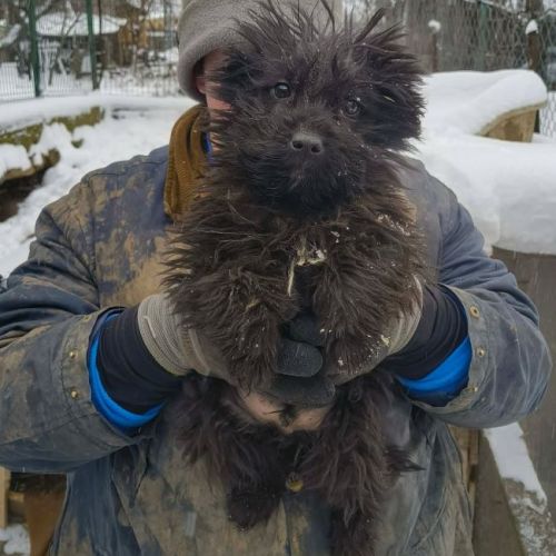 #BE2614339 - Edgar, chien croisé à adopter – AnimalWeb Belgique #BE2614339 - Edgar, chien croisé à adopter – AnimalWeb Belgique