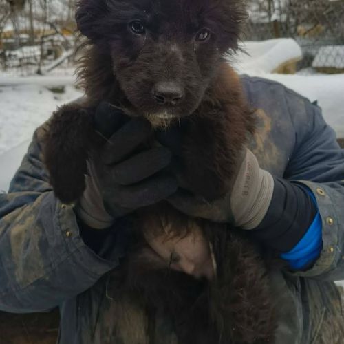 #BE2614340 - Nick, chien croisé à adopter – AnimalWeb Belgique #BE2614340 - Nick, chien croisé à adopter – AnimalWeb Belgique