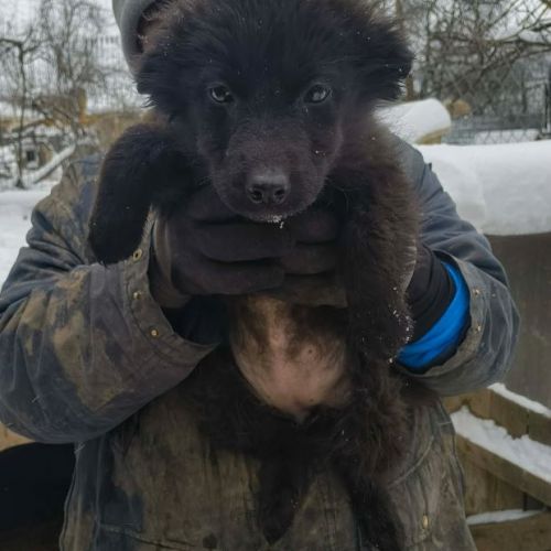 #BE2614341 - Helena, chien croisé à adopter – AnimalWeb Belgique #BE2614341 - Helena, chien croisé à adopter – AnimalWeb Belgique