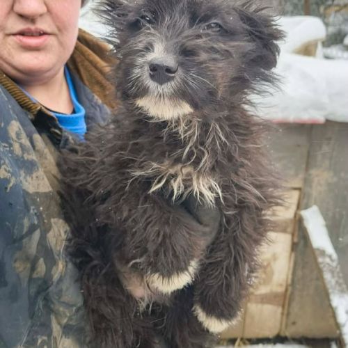 #BE2614342 - Mimsy, chien croisé à adopter – AnimalWeb Belgique #BE2614342 - Mimsy, chien croisé à adopter – AnimalWeb Belgique