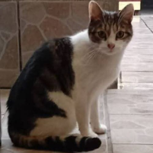 #BE2614343 - Loulou, chat à adopter à Maurage - AnimalWeb #BE2614343 - Loulou, chat à adopter à Maurage - AnimalWeb