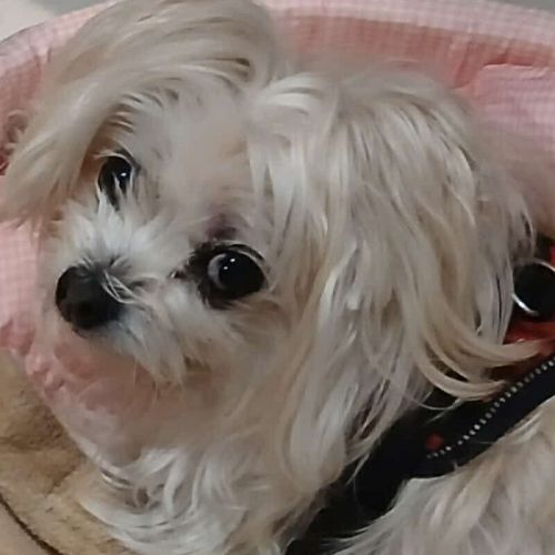 #BE2614346 - Princesse, chien à adopter à Maurage - AnimalWeb #BE2614346 - Princesse, chien à adopter à Maurage - AnimalWeb