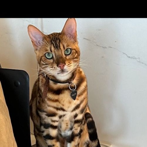 #BE2614347 - Ralph, chat perdu à Embourg - AnimalWeb Belgique