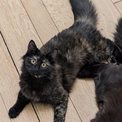 #BE2614349 - Fleur, chat perdu à Uccle - AnimalWeb Belgique