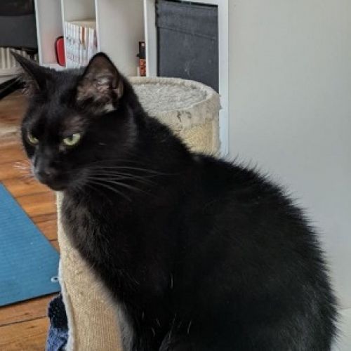 #BE2614350 - Gaston, chat perdu à Bruxelles - AnimalWeb Belgique #BE2614350 - Gaston, chat perdu à Bruxelles - AnimalWeb Belgique