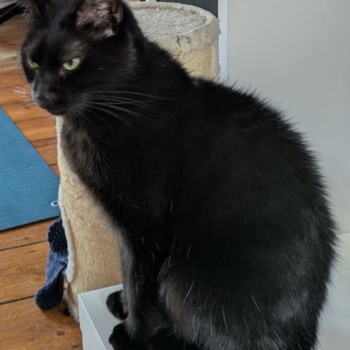 Chat perdu Chat perdu