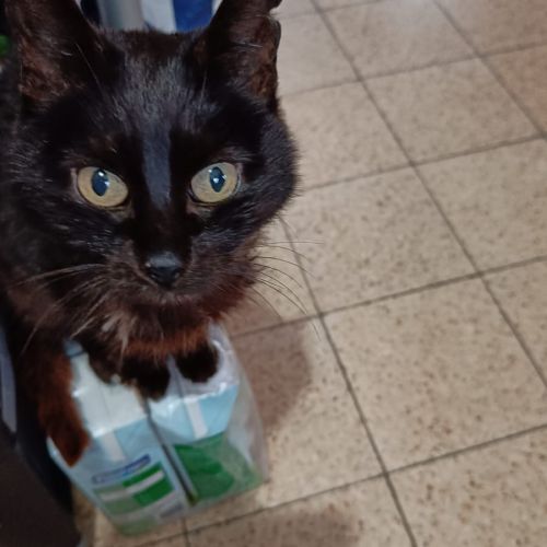 #BE2614353 - Chat perdu #BE2614353 - Chat perdu