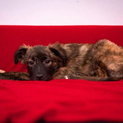 #BE2614354 -  Luana, chien croisé à adopter – AnimalWeb Belgique